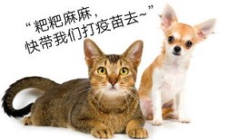 手机版房产达人怎么养猫（房产达人怎么养动物）