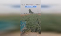 麦田房产顾问怎么样（麦田房产工作怎么样谁知道?