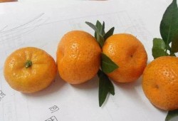 橘子怎么能房产时间（橘子技巧）