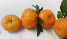 橘子怎么能房产时间（橘子技巧）