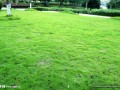 绿草地房产怎么样（绿草地餐饮连锁订餐电话）