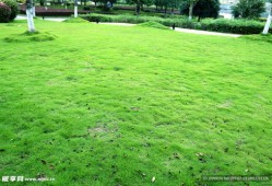 绿草地房产怎么样（绿草地餐饮连锁订餐电话）