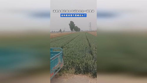 麦田房产顾问怎么样（麦田房产工作怎么样谁知道?