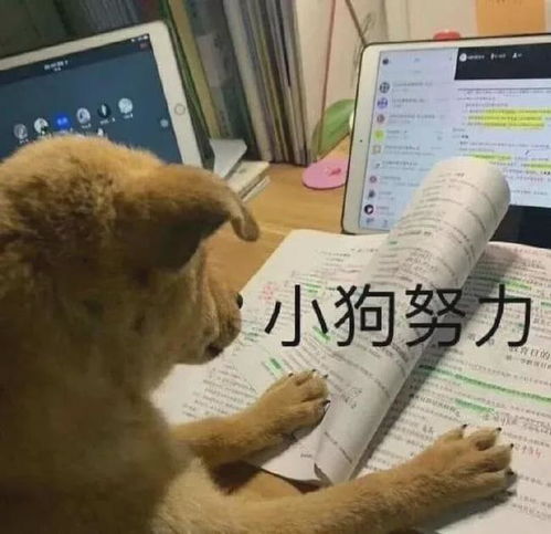 房产达人里小狗怎么吃（房产达人怎么喂猫）