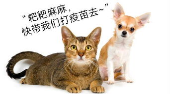 手机版房产达人怎么养猫（房产达人怎么养动物）