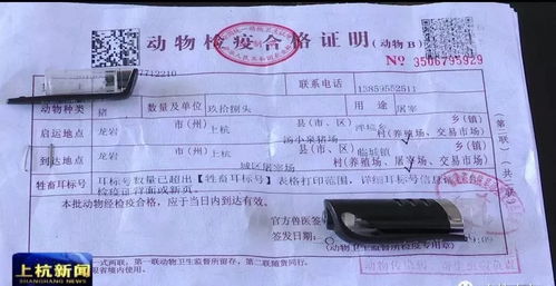 浙江怎么查房产证（怎么在浙里办查房产证）