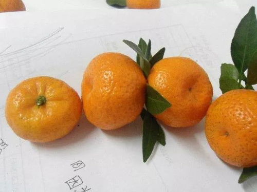 橘子怎么能房产时间（橘子技巧）