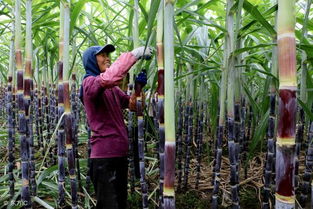 沐甜科技：广西种植面积增，海南完成80%，云南干旱影响出苗