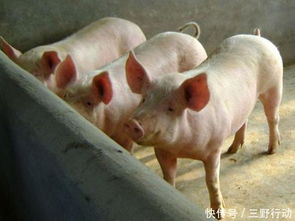 生猪：预计5月中下旬生猪价格可能出现小幅变化