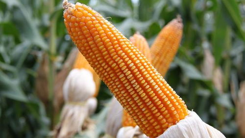 大范围下调！玉米最新收购价4月27日
