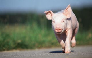 近期生猪价格整体承压 未来生猪供应有望收紧