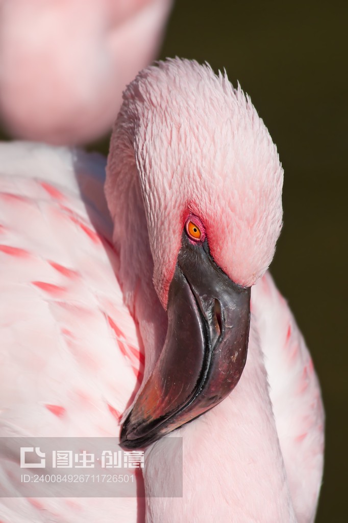 flamingo(flamingo复数)