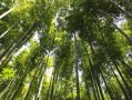 大竹海天房产怎么样（大竹海天气预报）