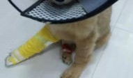 房产达人怎么让狗挖洞（房产达人怎么喂猫）