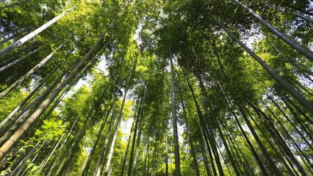 大竹海天房产怎么样（大竹海天气预报）