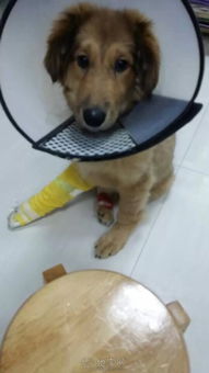 房产达人怎么让狗挖洞（房产达人怎么喂猫）