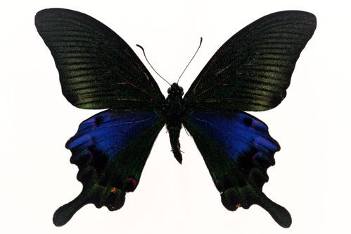 butterfly(butterfly歌曲)